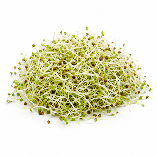 Alfalfa (lucerne)