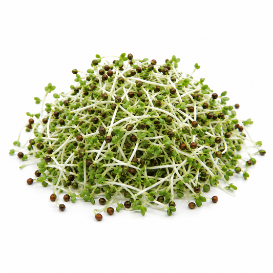 Broccolifrø, Økologisk