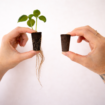 5 stk. Vækstsvampe i tørv